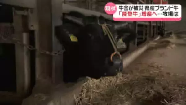 石川のブランド牛｢能登牛｣　大きな痛手の震災からまもなく2年　増産目指す生産者の現状