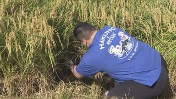 酒米の田植えから栽培を一貫して行う　農口尚彦研究所　酒米の稲刈り