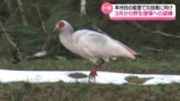 本州初となる能登での“トキ”放鳥　佐渡で20羽が野生化訓練へ　5月31日に石川・羽咋市で放鳥予定