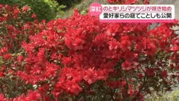 深紅の花でお出迎え　石川・奥能登の春彩る｢のとキリシマツツジ｣　オープンガーデン始まる