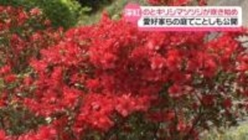 深紅の花でお出迎え　石川・奥能登の春彩る｢のとキリシマツツジ｣　オープンガーデン始まる