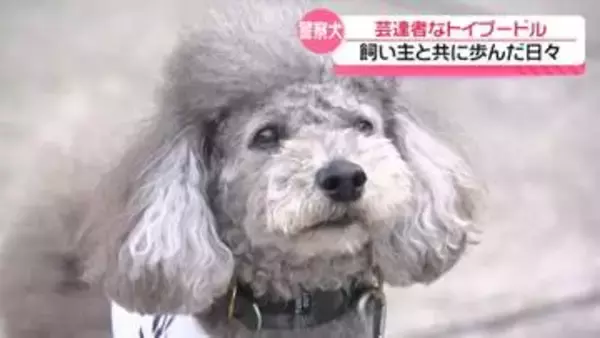 元・警察犬の芸達者トイプー｢そらくん｣　引退後は飼い主と二人三脚お年寄りを笑顔に