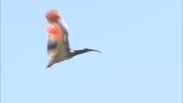 本州で初　国の特別天然記念物トキが石川・羽咋市で放鳥