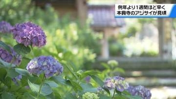 金沢の“アジサイ寺”本興寺　例年より1週間早く3000株が見頃に　訪れた人々楽しませる