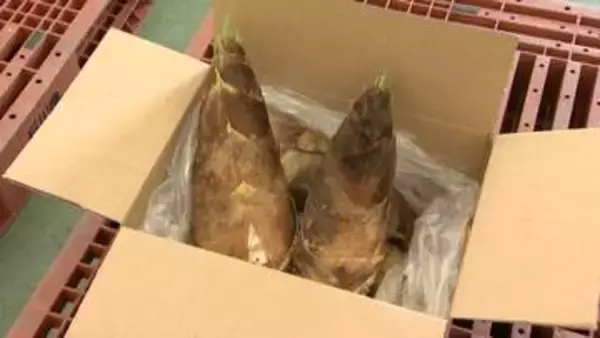 春の加賀野菜「タケノコ」　石川県内最大の産地　金沢市で出荷始まる