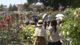 「石川県内晴れ間広がる　金沢市のバラ園では色とりどりのバラが咲き誇る」の画像1