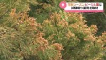 春の訪れで“悩まされる花粉症”　石川の飛散量は去年より多い見込み　ピーク知って対策グッズも準備