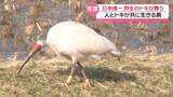 「｢トキが持つ魅力に励まされる｣　新潟・佐渡に見習う地域の保護活動　能登の未来に向けて」の画像1