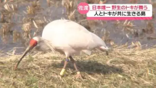 ｢トキが持つ魅力に励まされる｣　新潟・佐渡に見習う地域の保護活動　能登の未来に向けて