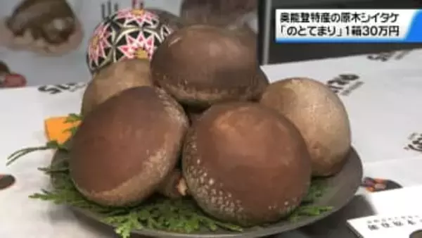 ことしの最高級品は“1箱30万円”　奥能登特産の原木シイタケ｢のとてまり｣　金沢で初競り