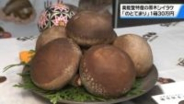 ことしの最高級品は“1箱30万円”　奥能登特産の原木シイタケ｢のとてまり｣　金沢で初競り