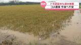 「｢何で最後の最後で…｣　収穫間近の石川・羽咋市のコメ農家　大雨で大被害 トキの認証米も」の画像1