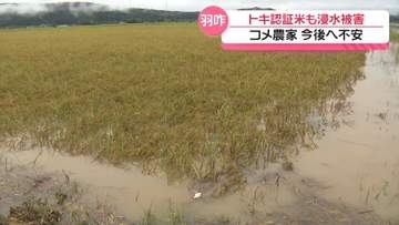 ｢何で最後の最後で…｣　収穫間近の石川・羽咋市のコメ農家　大雨で大被害 トキの認証米も