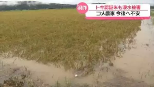｢何で最後の最後で…｣　収穫間近の石川・羽咋市のコメ農家　大雨で大被害 トキの認証米も