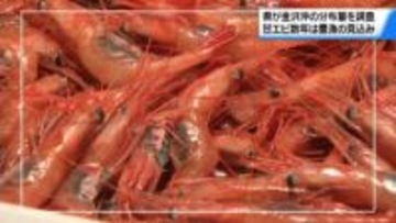 甘エビ“数年間は豊漁”の見込み　石川県が金沢沖を分布量調査　生後4年のエビ 前回調査の3倍に