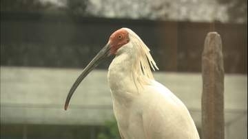 9月に予定される石川・中能登町でのトキ放鳥　25日から野生化にむけた訓練開始
