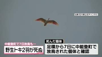 能登で放鳥のトキ2羽死ぬ　損傷激しく死亡原因は特定できず　残り25羽は異常確認されず