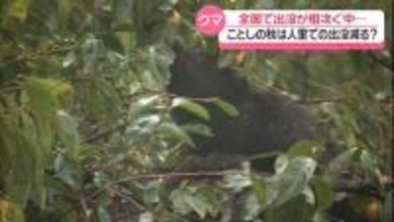 ブナの実ことしは“平年並み以上”　クマ出没に備え石川で連絡会議　被害防止対策の徹底呼び掛け