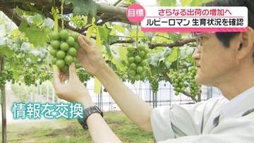 過去には1房160万円！石川県産最高級ブドウ”ルビーロマン”ことしの生育状況は？