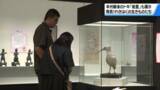「石川県立歴史博物館で特別展「発見！れきはくの生きものたち」始まる　トキ”能里”のはく製など100点余りの資料が展示」の画像1