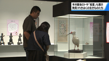 石川県立歴史博物館で特別展「発見！れきはくの生きものたち」始まる　トキ”能里”のはく製など100点余りの資料が展示