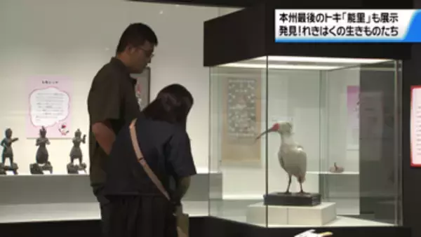 石川県立歴史博物館で特別展「発見！れきはくの生きものたち」始まる　トキ”能里”のはく製など100点余りの資料が展示