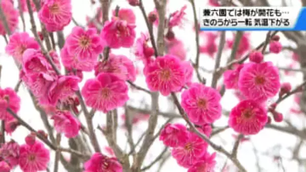 季節外れの暖かさから一転　16日の石川は前日から10度ほど低く　咲き始めたウメに観光客