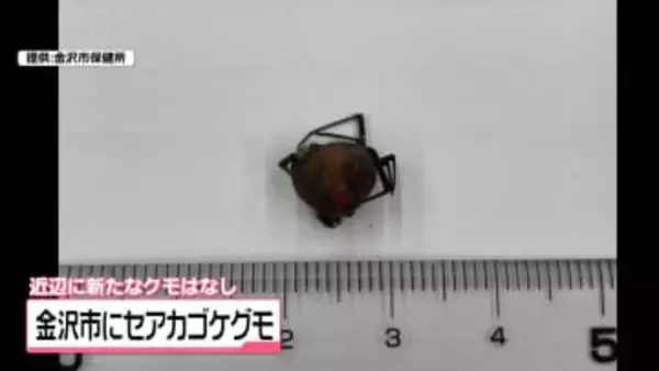 特定外来生物｢セアカゴケグモ｣　5年ぶりに金沢市で発見　素手で触らないよう注意呼び掛け