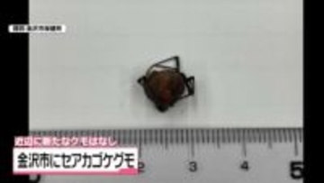 特定外来生物｢セアカゴケグモ｣　5年ぶりに金沢市で発見　素手で触らないよう注意呼び掛け