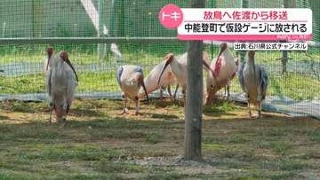 石川で2回目放鳥の“トキ”10羽　新潟・佐渡市から到着　仮設のケージに放たれる