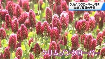 河北潟干拓地が“一面の深紅”に　｢クリムゾンクローバー｣見頃　晴れ間広がる石川