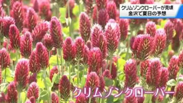 河北潟干拓地が“一面の深紅”に　｢クリムゾンクローバー｣見頃　晴れ間広がる石川