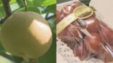 石川県産ブランド果物　商品化率と販売金額が過去最高に