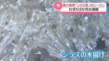 「旬の味“しらす”求めて多くの人　石川・白山市の美川漁港　わずか2か月の漁が本格化」の画像1