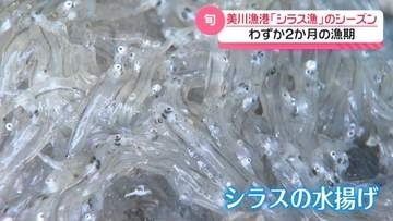 旬の味“しらす”求めて多くの人　石川・白山市の美川漁港　わずか2か月の漁が本格化