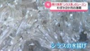 旬の味“しらす”求めて多くの人　石川・白山市の美川漁港　わずか2か月の漁が本格化
