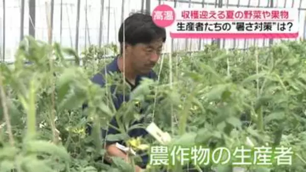 連日の猛暑に頭悩ませて　“野菜や果物”収穫に石川の生産者　新たな暑さ対策に試行錯誤