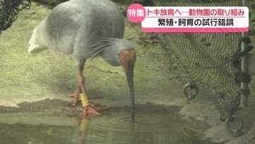能登でのトキ放鳥まで3日　長年に渡り繁殖・飼育のいしかわ動物園　飼育員｢子育てする姿見たい｣