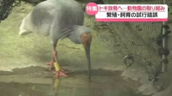 能登でのトキ放鳥まで3日　長年に渡り繁殖・飼育のいしかわ動物園　飼育員｢子育てする姿見たい｣