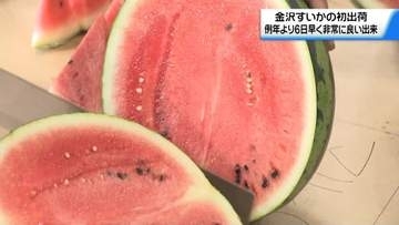 砂丘地育ちの大玉｢金沢すいか｣出荷始まる　例年より6日早い出荷　非常に良い出来に