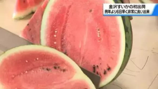 砂丘地育ちの大玉｢金沢すいか｣出荷始まる　例年より6日早い出荷　非常に良い出来に