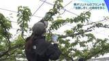 「石川のオリジナルブランド梨｢加賀しずく｣　増産目指し栽培や管理学ぶ講習会」の画像1