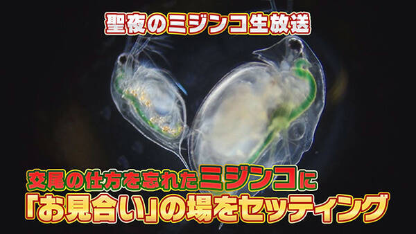 交尾を忘れたミジンコのお見合いを顕微鏡で覗く生放送 クリスマスイブに再び 15年12月17日 エキサイトニュース