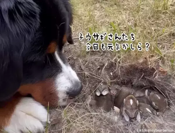 赤ちゃんウサギたちの巣を見つけた犬、毎日見守り続け、旅立っていった後に寂しそうな表情を見せる