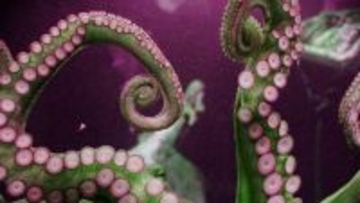 タコは腕で恋をする。オスは吸盤でメスのホルモンを感じ取り、好みの相手に愛を届ける