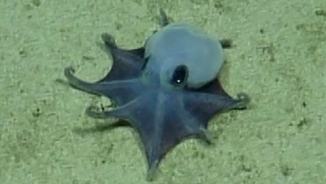 ガラパゴスの深海で新種の青いタコを発見！ゴルフボールサイズのちっこいやつ