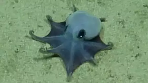ガラパゴスの深海で新種の青いタコを発見！ゴルフボールサイズのちっこいやつ