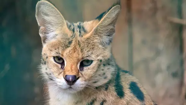 床下の巨大猫は脱走したサーバルだった！保護され無事飼い主の元へ