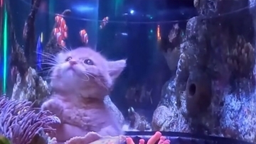 はじめての動くお魚！保護された子猫たちのワクワク水族館見学