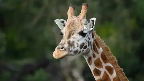キリンは足し算ができる可能性。でも引き算はできない